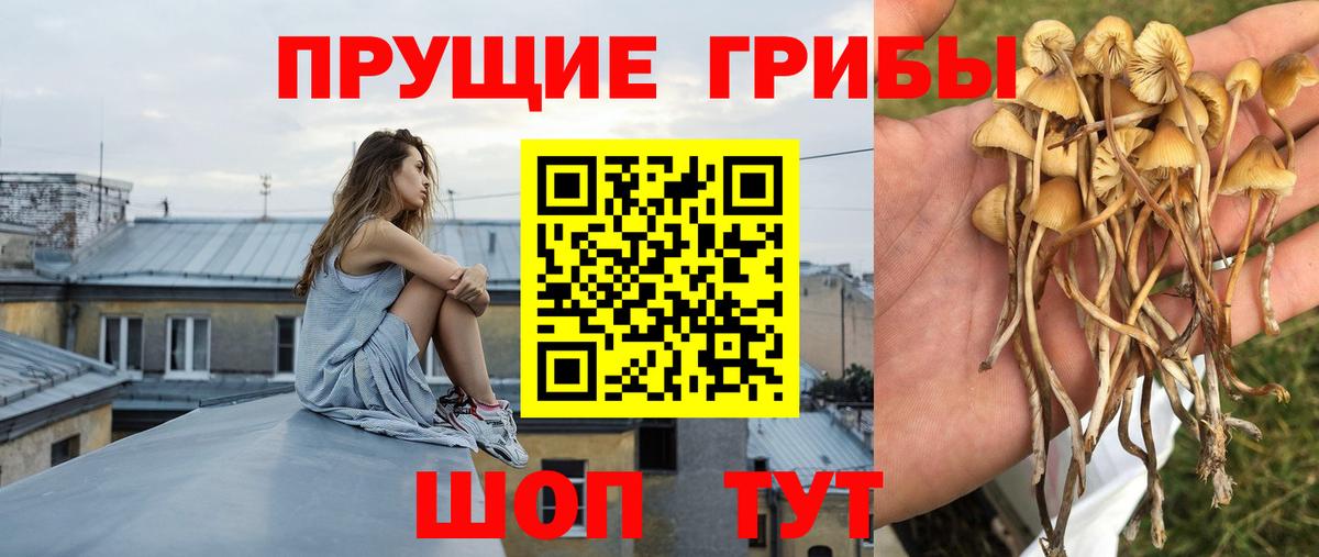 Менделеевск  Галлюциногенные грибы прущие грибы  Вход с VPN 